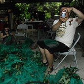 20110619荔枝採收-天賜有機農場 (8).JPG