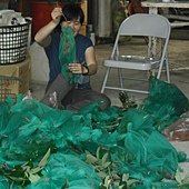 20110619荔枝採收-天賜有機農場 (9).JPG