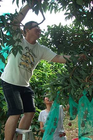 20110619荔枝採收-天賜有機農場 (12).JPG