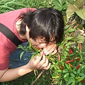20110619荔枝採收-天賜有機農場 (13).JPG