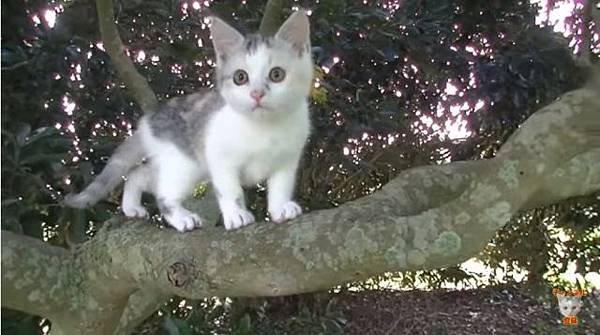 子猫のネコ吉と公園に遊びに行きました.jpg