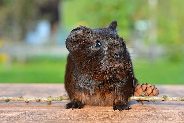 guinea-pig-498157_640.jpg