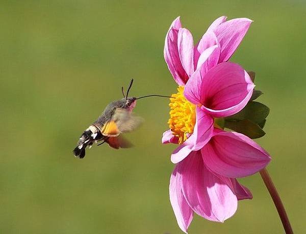 hummingbird-hawk-moth-butterfly-macroglossum-stellatarum-dove-tail-45841.jpeg