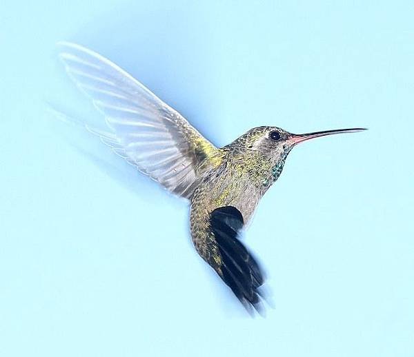 hummingbird-1047836_640.jpg