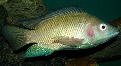 390px-Oreochromis-niloticus-Nairobi.JPG