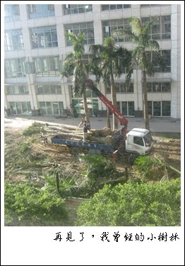 我曾經的小樹林