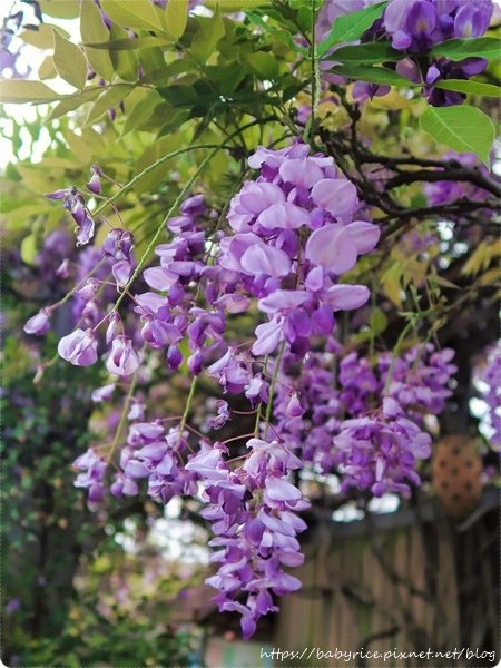 台北花卉村・不搶風頭的紫藤花