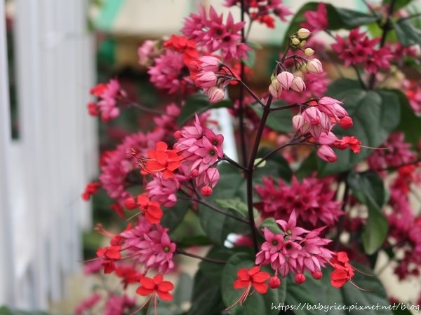 南庄老街・花與畫交織的悠閒