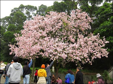 天元宮・櫻花追追追1