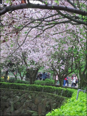 天元宮・櫻花追追追11