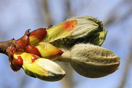 栗子芽Chestnut Bud