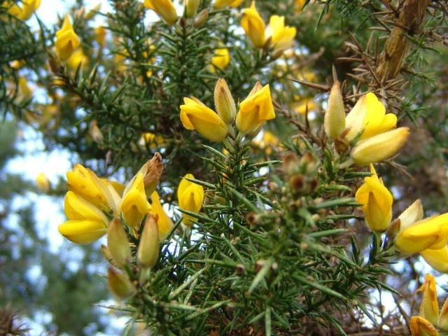 荊豆 Gorse