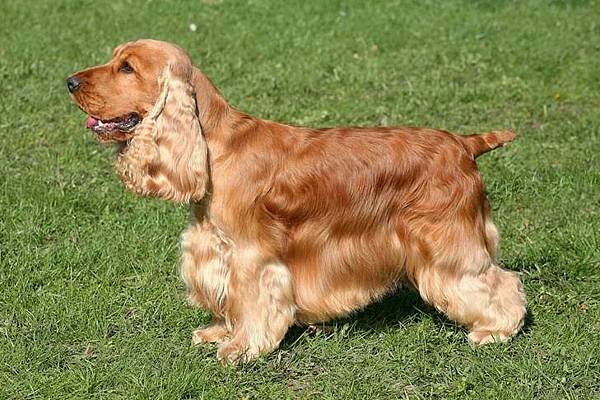 English-Cocker-Spaniel-Slide03.jpg