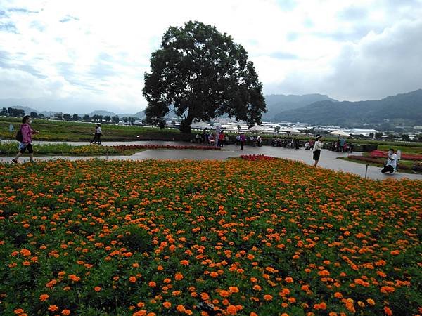 109花毯節 016.jpg