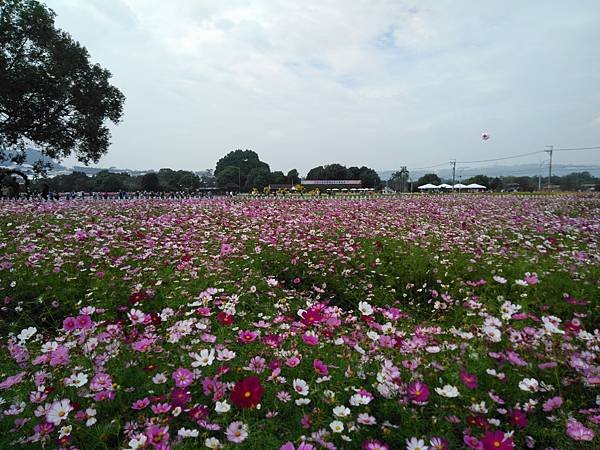 109花毯節 055.jpg