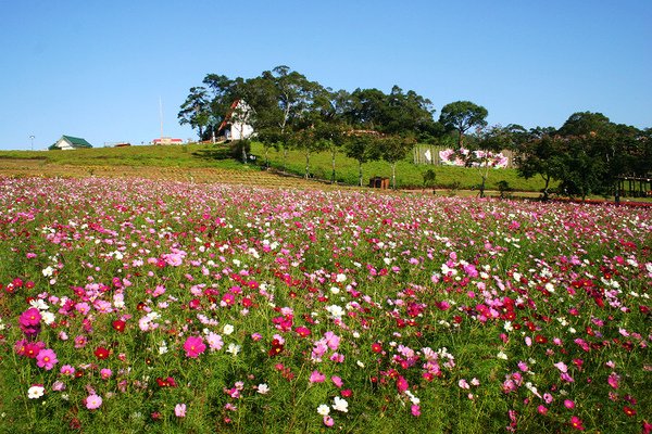 花海.jpg