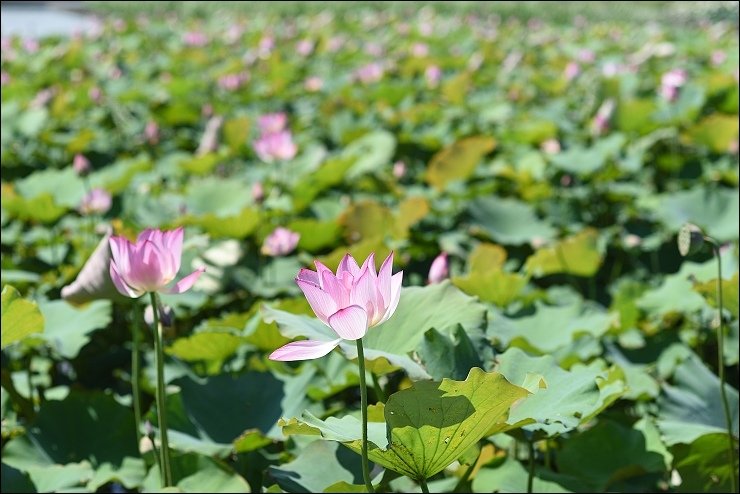 白河蓮花季