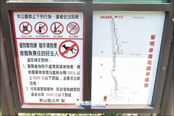 泰山繡球花