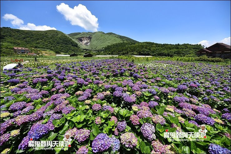 財福繡球花