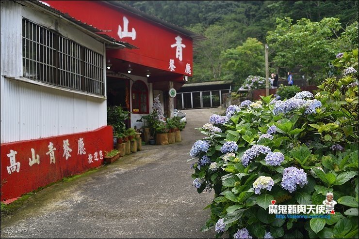 苗栗繡球花