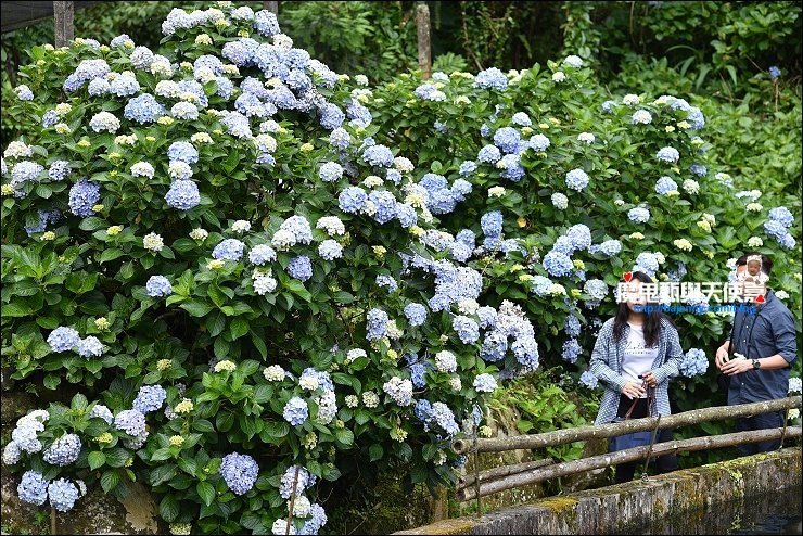 南庄繡球花