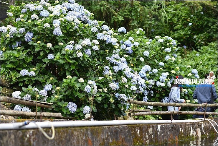 南庄繡球花