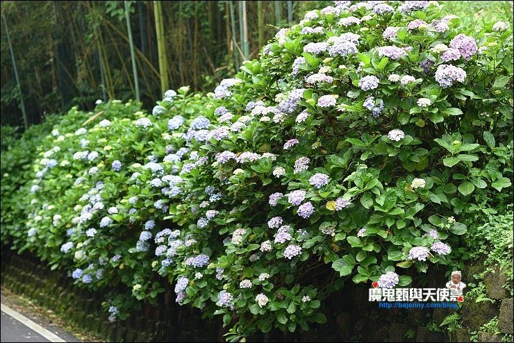 高山青農場