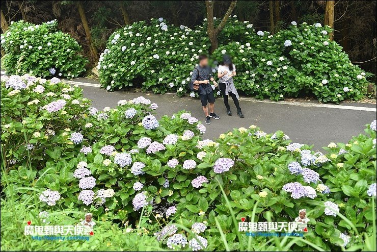 高山青繡球花