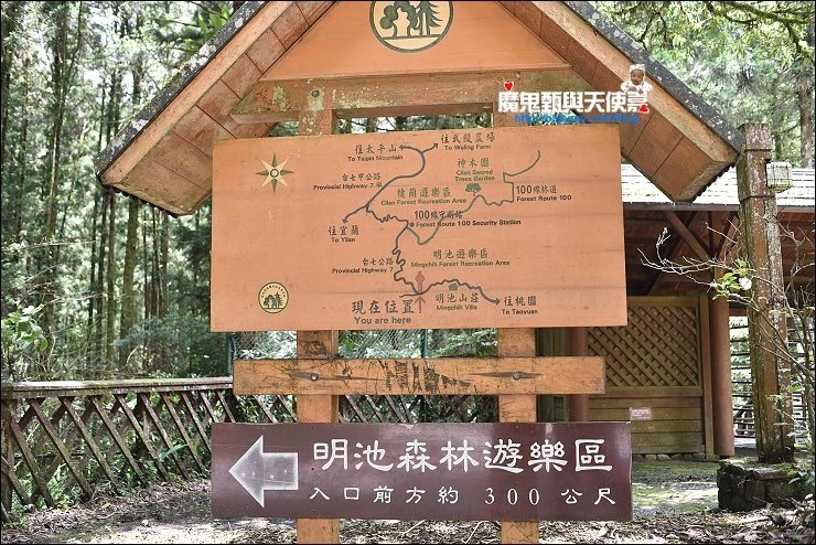 明池繡球花