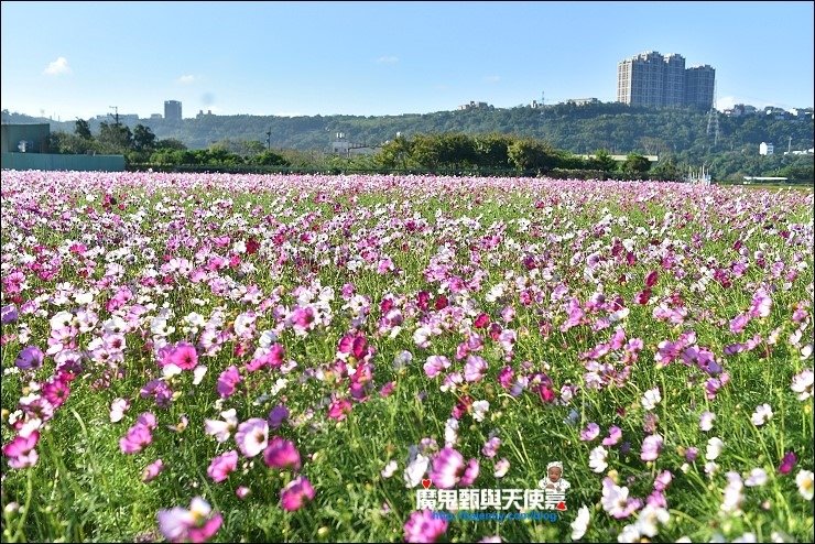 大溪花海