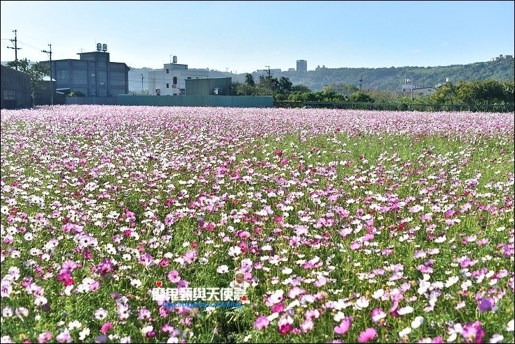 大溪花海