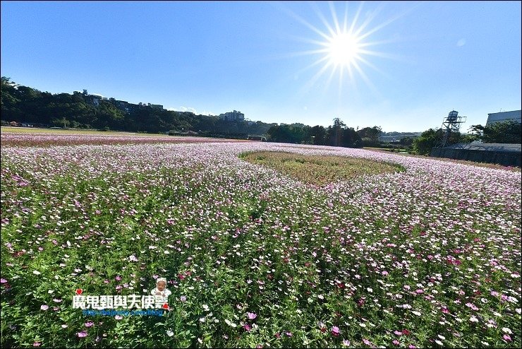 大溪花海