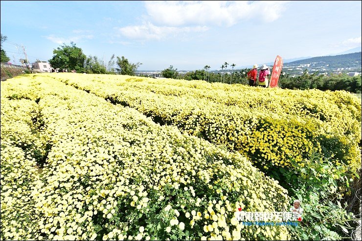 銅鑼杭菊