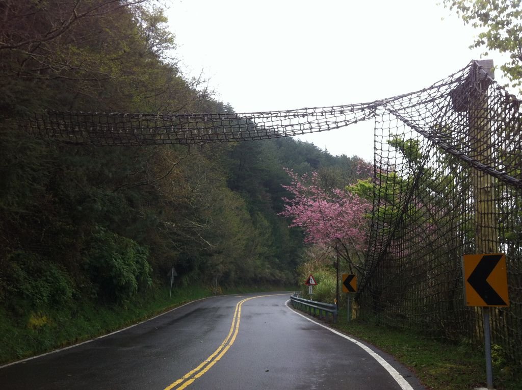 獼猴用天橋