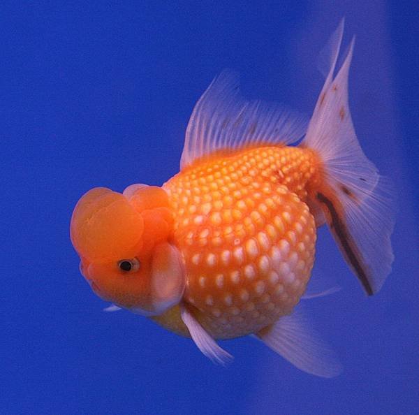 1024px-Goldfish_Pearl_Scale (1)