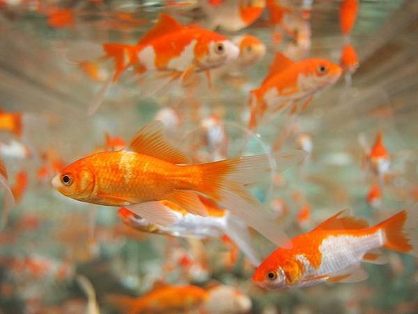 goldfish-178585_1280.jpg