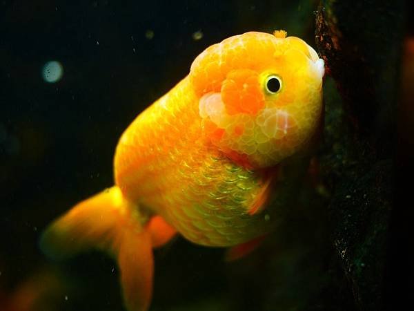 goldfish-1071842_960_720.jpg