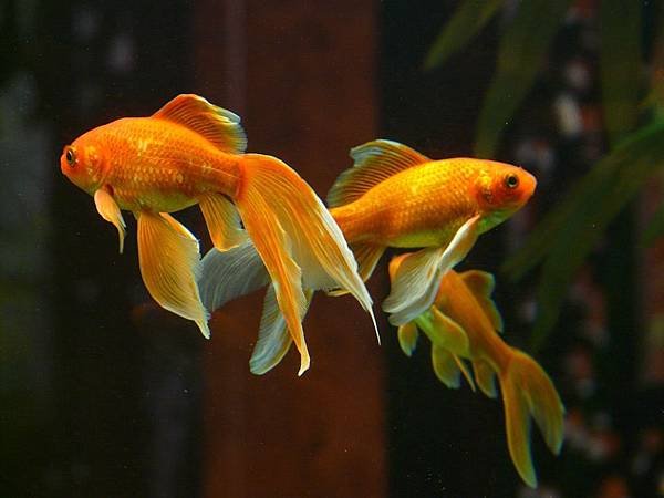 veiltail-11454_960_720.jpg