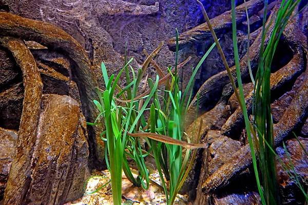 aquarium-732108_960_720.jpg