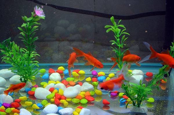 fish-tank.jpg