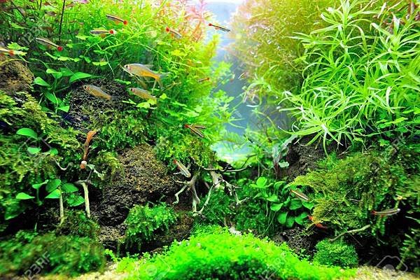 16110919-Beautiful-planted-tropical-aquarium-with-fishes-Stock-Photo-aquarium-fish-tank.jpg