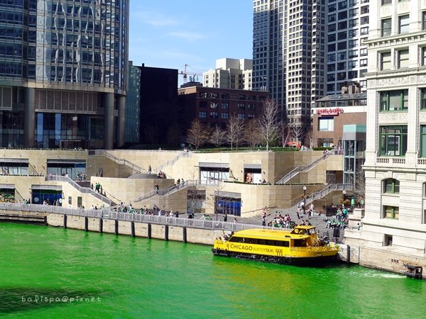 Dyeing the Chicago River