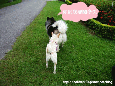 anigif-1.gif