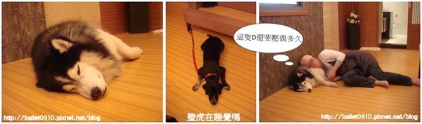 三隻小豬.jpg