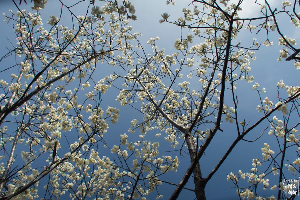 35-【台中后里區】中科崴立櫻花公園，超美櫻花雪│櫻花、李花、杏花3個願望一次滿足，分享拍攝小技巧│跟著方竹去旅行.jpg
