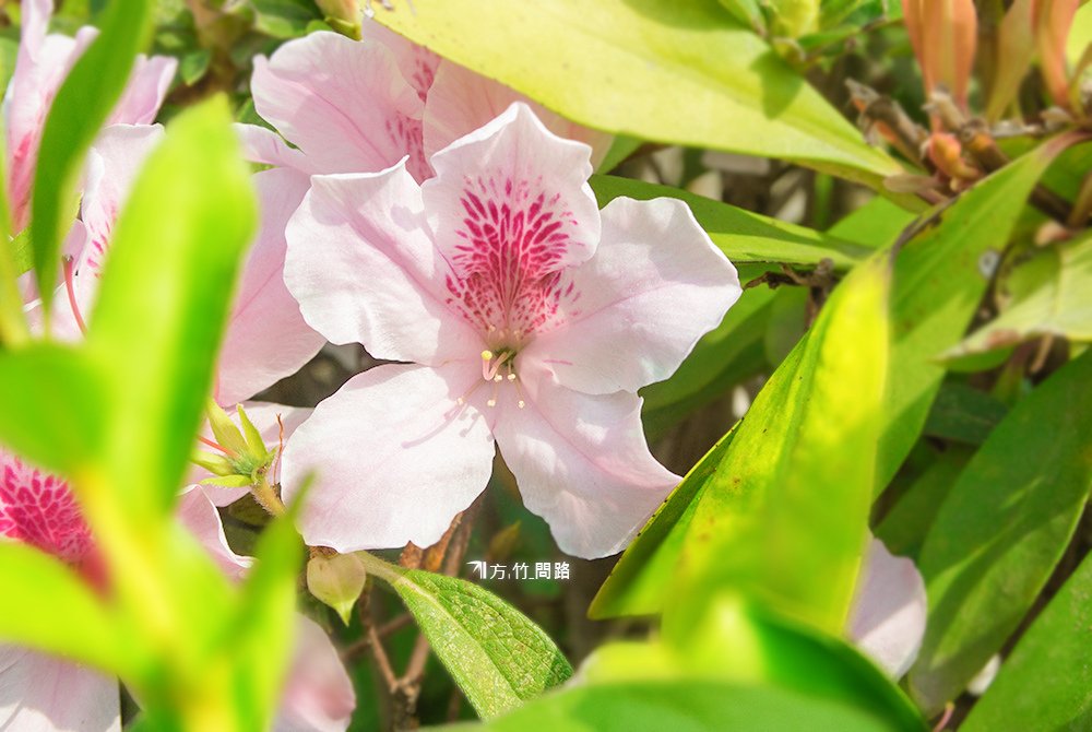 黃花風鈴木洋紅風鈴木風鈴木台中風鈴木花語風鈴木季節2022風鈴木風鈴木景點台中景點廍子公園景賢路親子公園免費大坑景點方竹問路阿方竹竹小夫妻天界之舟行善濟世台中網美景點台中攝影景點台中散步景點風景寫真