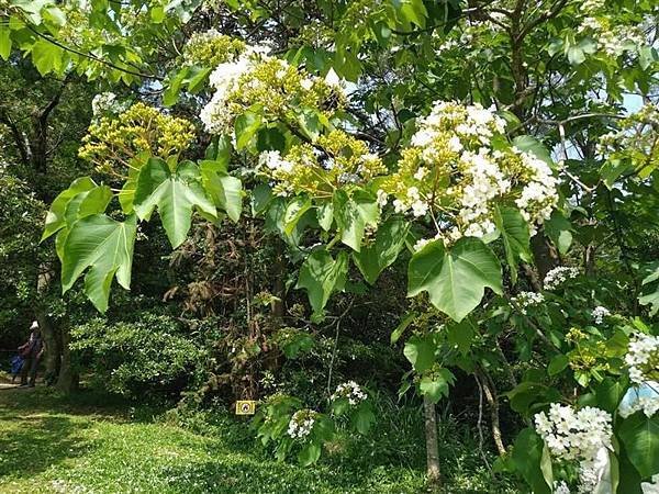 我的75老後日常4（2023/5/4 初訪甘家堡，喜見五月雪
