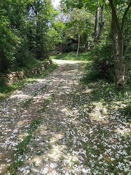 我的75老後日常4（2023/5/4 初訪甘家堡，喜見五月雪