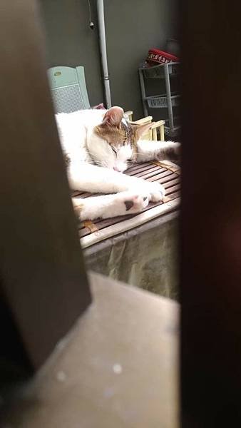 我家咪的故事1：（大病癒後新貓生）（一）暖陽下的喵