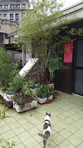 我家咪的故事1：（大病癒後新貓生）（一）暖陽下的喵